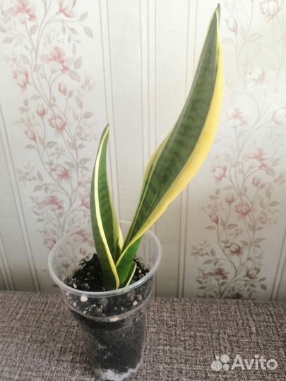 Сансевиерия футура суперба