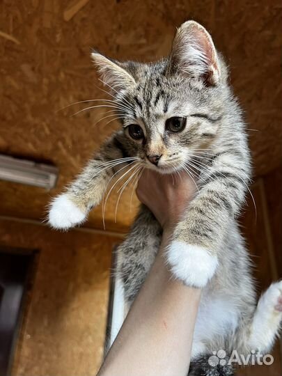 Котёнок Шустрик, в поиске дома