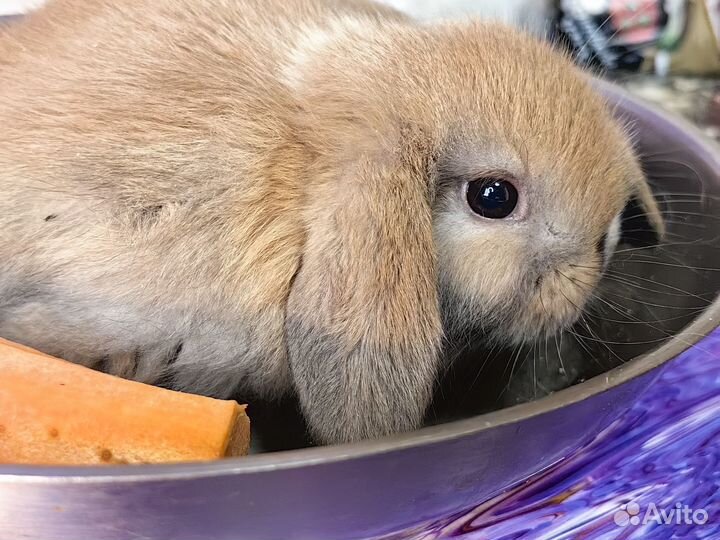 Декоративные, карликовые кролики минилоп, мини лоп