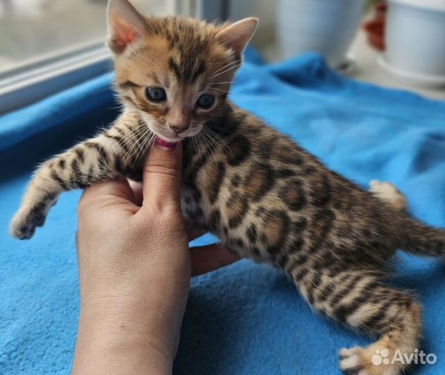 Бенгальский мальчик