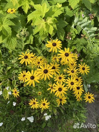 Рудбекия куст, Эстрагон (тархун), мята