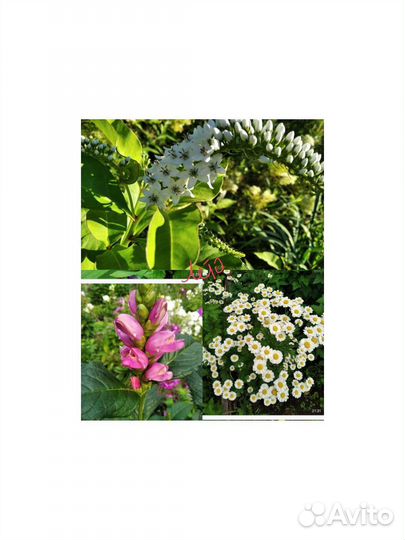 Сесюринхий Бадан Хелоне Зверобой