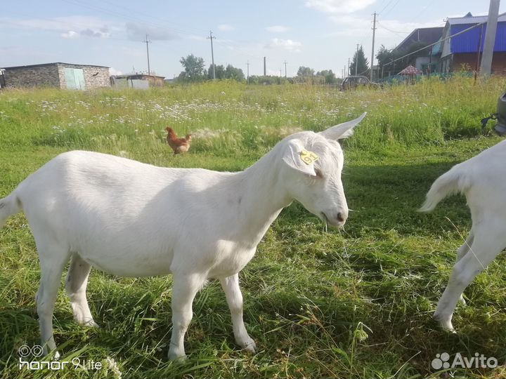 Коза и Козочки