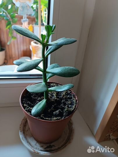 Крассула толстянка (денежное дерево)