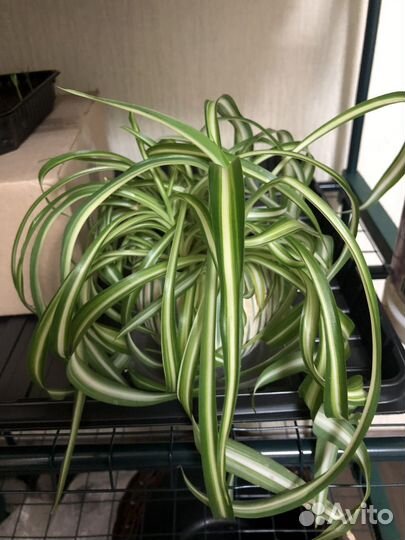 Хлорофитум кудрявый
