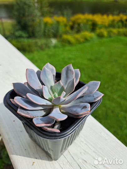 Суккуленты