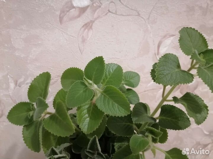 Плектрантусы, хамедорея, финиковая пальма