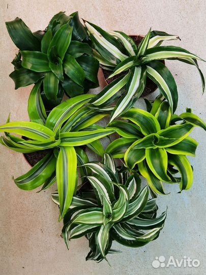 Драцена в ассортименте, комнатные растения