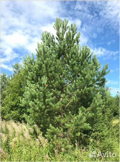 Сосна крупномер 4-5 м