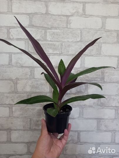 Традесканция рео