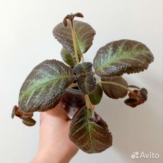 Эписция Pinkiscia