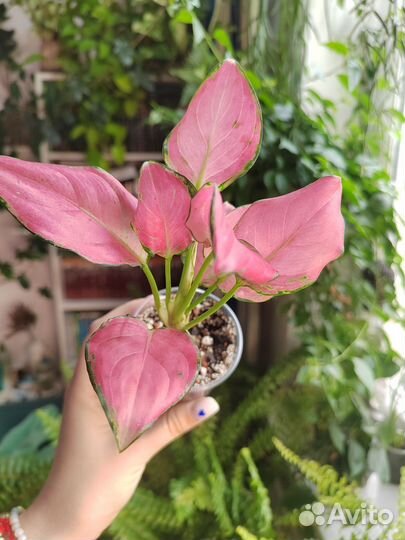 Комнатные растения