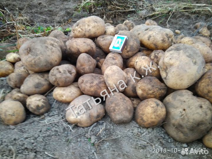 Картофель Сынок (клубни) 1 линии на посадку
