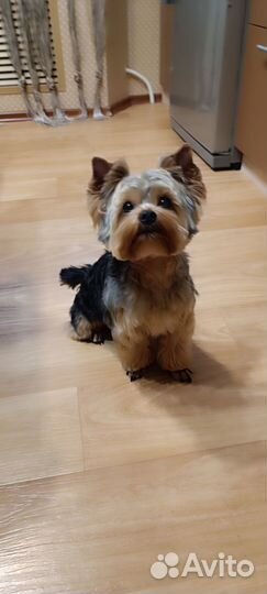 Вязка. Йоркширский терьер мальчик