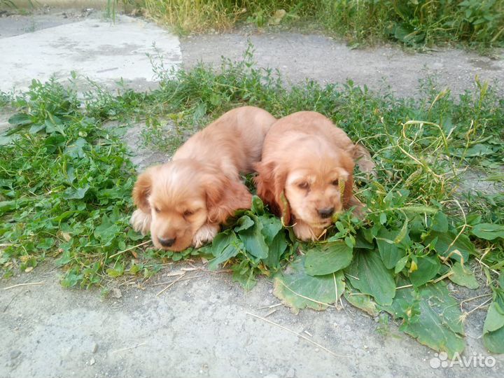 Кокер спаниель