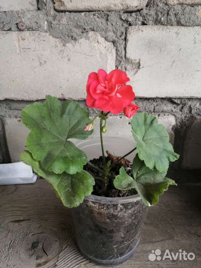 Пеларгония