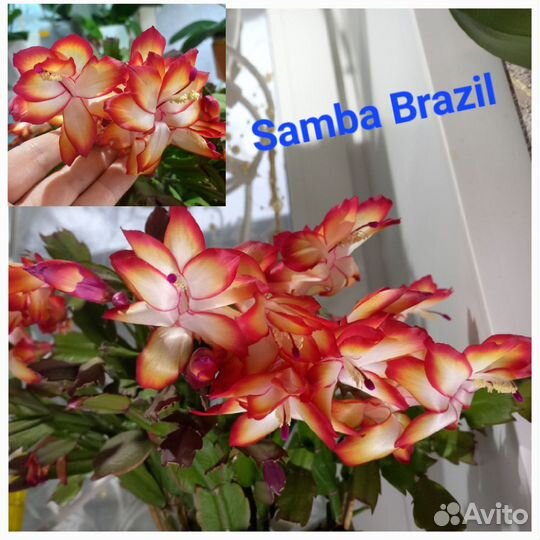 Декабрист(шлюмбергера)