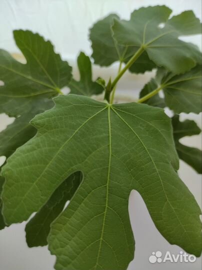 Инжирное дерово