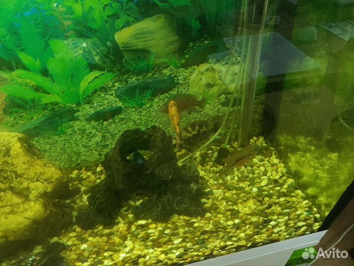 Аквариум с рыбками цихлидами на 250 литров