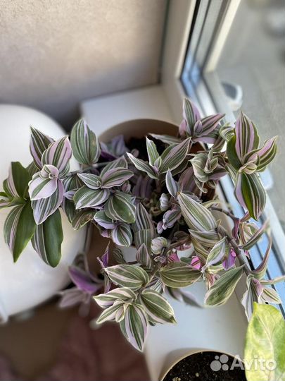 Традесканция, денежное дерево (толстянка)