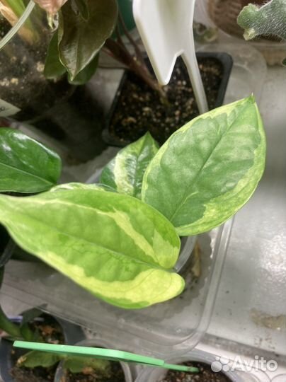 Комнатные растения