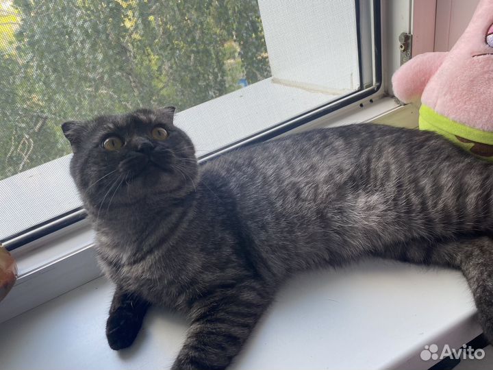 Шотландская вислоухая, кот