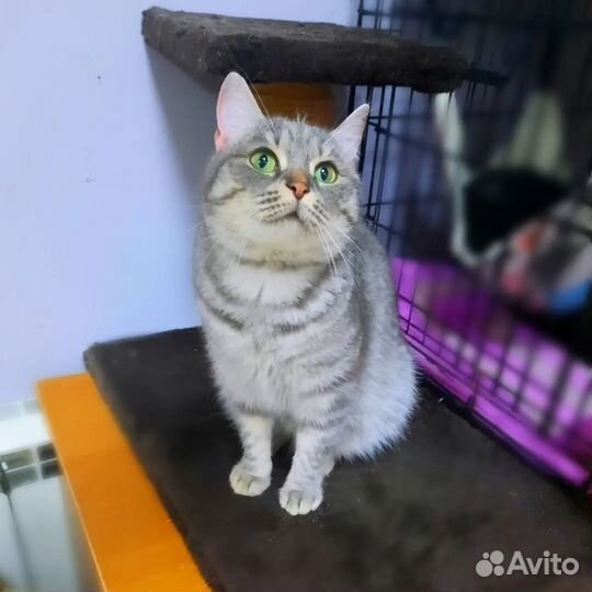 Кошка в добрые руки