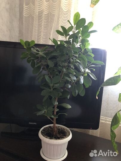 Сортовые фикусы