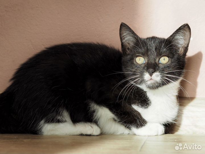 Красивый котенок девочка