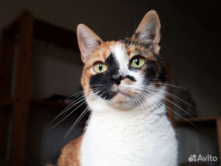 Харизматичная кошечка Каламита ищет дом