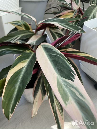 Цветы комнатные, строманта триколор