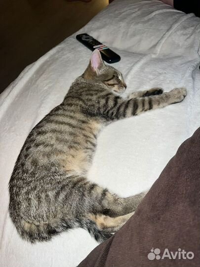 Котенок девочка в добрые руки