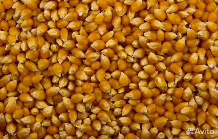 Пшеница яровая, Фуражная пшеница на корм