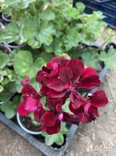 Пеларгония герань
