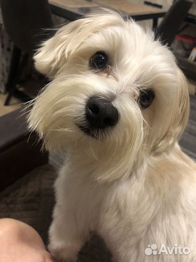 Мальтезе вязка