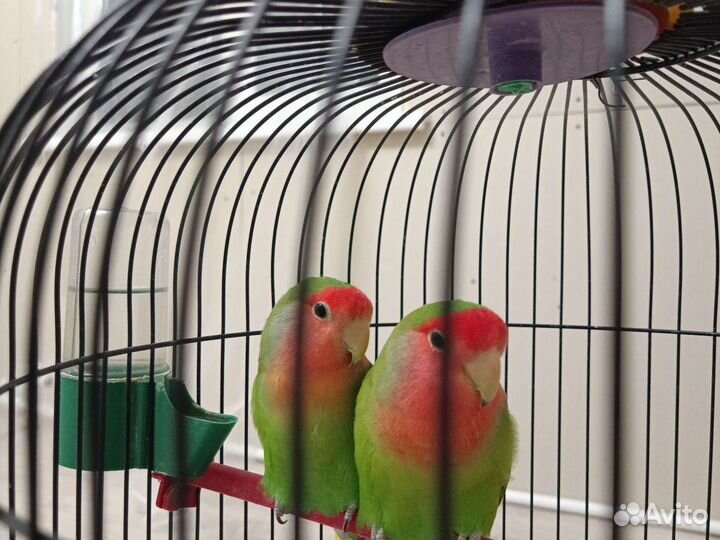 Продам попугаев