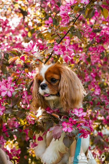 Фотограф анималист