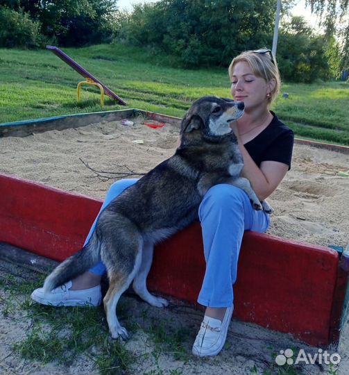 Щенки и собаки