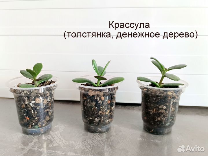 Молочай беложильчатый