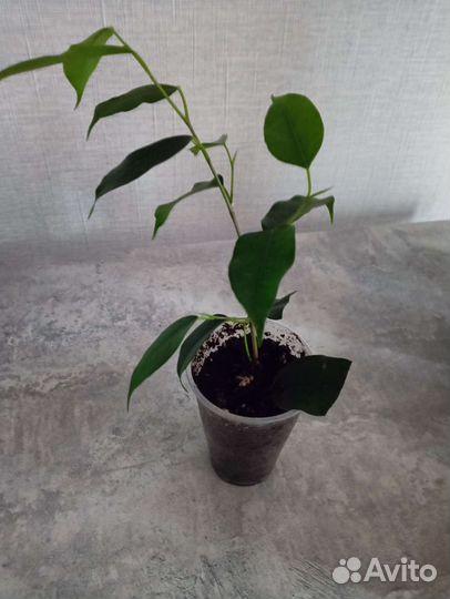 Фикус бенджамина наташа