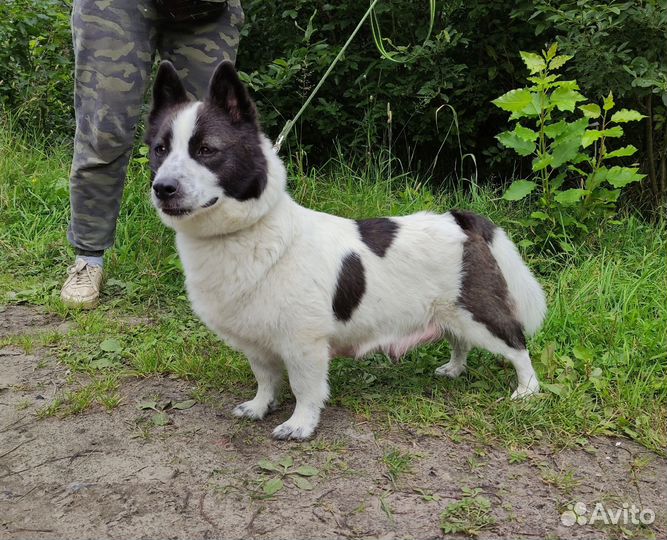 Щенок маленькой собаки