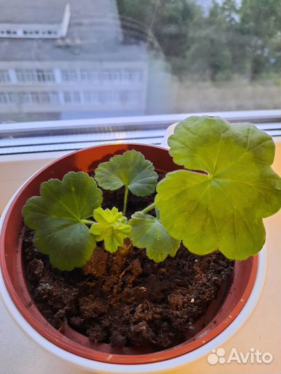 Пеларгония,герань