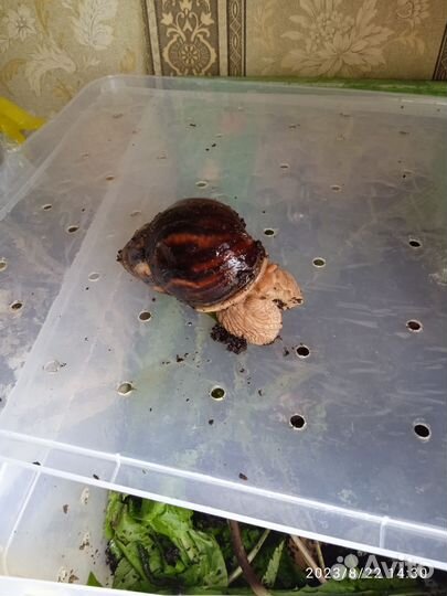 Улитки ахатины