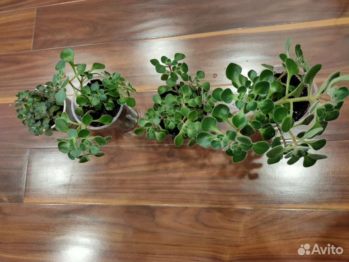 Аихризон дерево любви