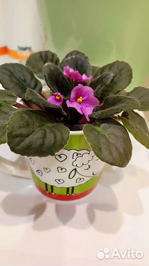 Излишки комнатных растений Фиалка хойя кактус