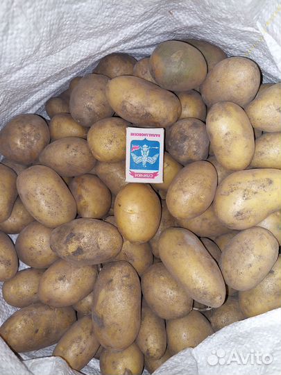 Продам картофель