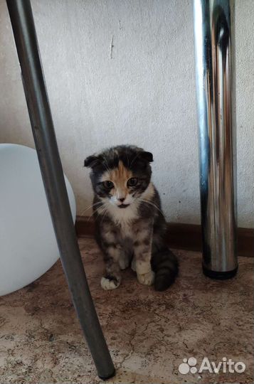 Очень красивая кошечка