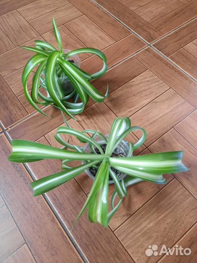 Хлорофитум кудрявый и капский