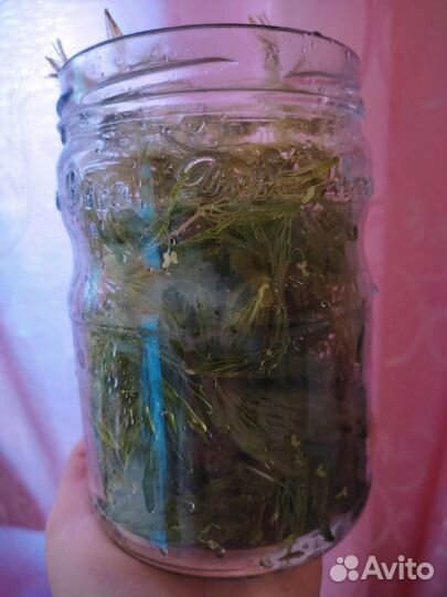 Роголистник, валлиснерия