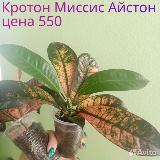 Кротоны 3 сорта